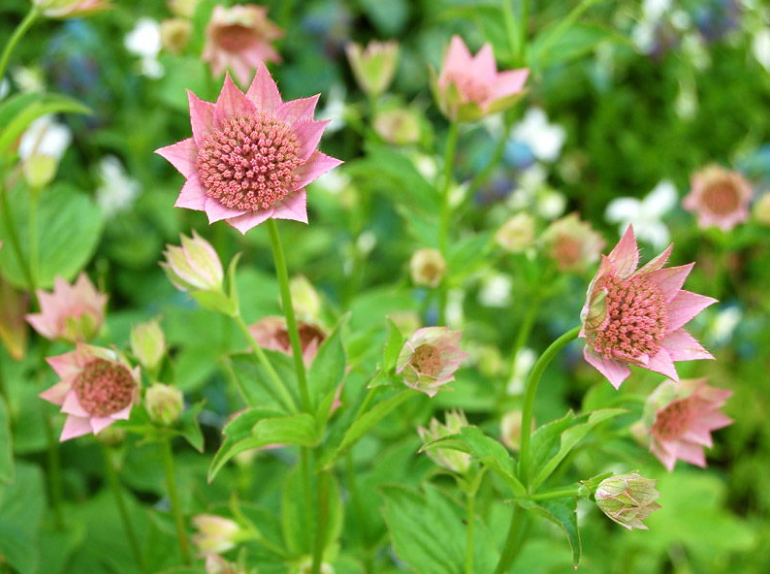 Largest Masterwort, Erilehine tähtputk, Astrantia maxima